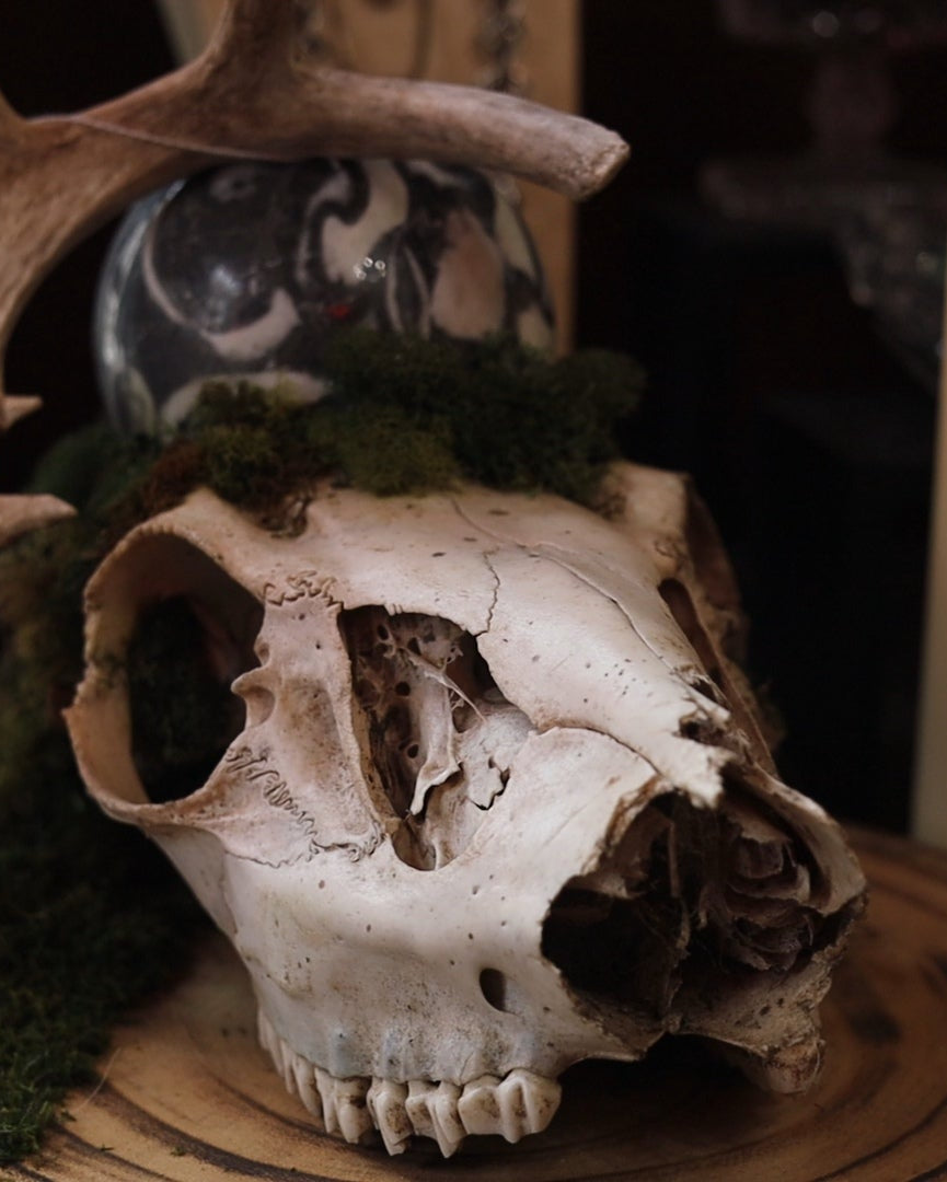 A decorative deer skull mounted on a branch with green moss, displayed on a wooden stand in a dim indoor setting with a candle and other objects in the background.